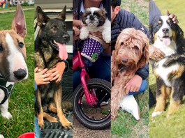 ¿Tienen mascotas los candidatos a la Alcaldía de Tunja?