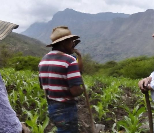 ¿Por qué Guacamayas y otros pequeños municipios son ahora tan amayistas?