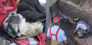 Bomberos Tunja rescatan a perro atrapado en alcantarilla