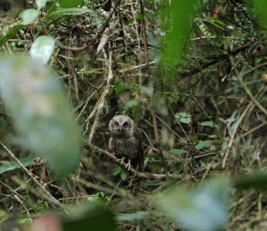 Corpoboyacá pide a comunidad cuidar fauna silvestre recién liberada