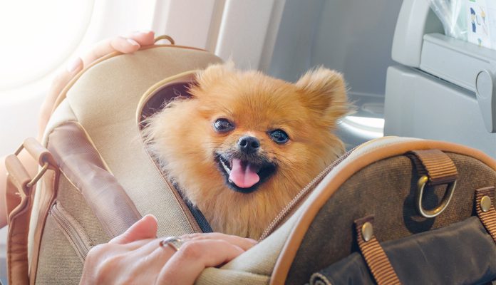 mascota perro vuelo viaje