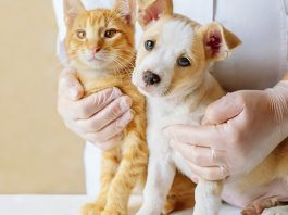 Este sábado habrá feria de bienestar animal en Tunja