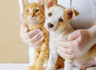 Jornada móvil de protección y bienestar para perros y gatos en Iza