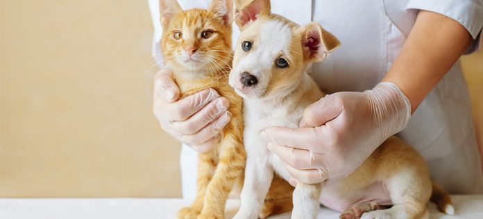 mascotas perro gato