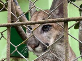 El desafío de Corpochivor para rehabilitar una puma