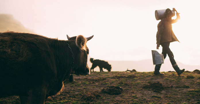vaca-leche-campo