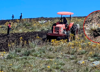 CAR designó equipo especializado para investigar la destrucción de más de 240 frailejones en Saboyá