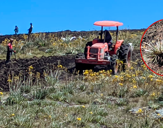 CAR designó equipo especializado para investigar la destrucción de más de 240 frailejones en Saboyá