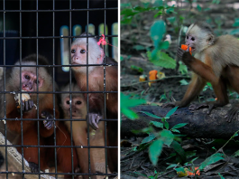 Ocho monos cariblancos regresan a la libertad gracias al trabajo conjunto por la conservación de la fauna silvestre