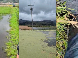 Denuncian presunta responsabilidad de Corpoboyacá en la contaminación del Lago de Tota