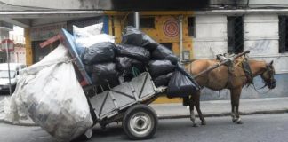 En Sogamoso van a acabar con los burros y los caballos en vías públicas