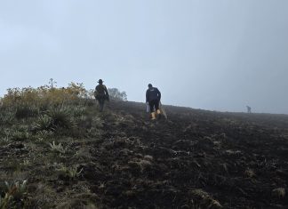 Quien la hace, la paga: CAR impone sanción ejemplar de $100 millones por masacre de frailejones en Boyacá