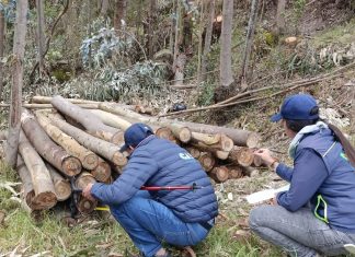 Golpe ambiental: incautan madera ilegal y capturan taladores en Cundinamarca y Boyacá