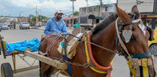 Sogamoso tiene la ruta definida para la sustitución de vehículos de tracción animal