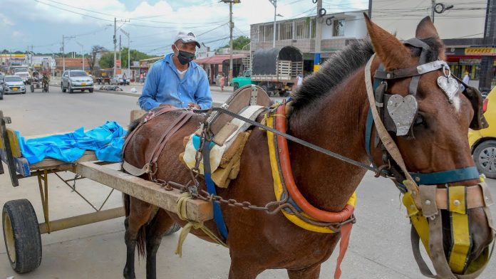 caballo sogamoso