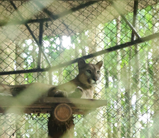 Corpoboyacá libera 21 animales silvestres que regresan a su hábitat natural gracias a alianza interinstitucional
