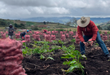 En Samacá alertan por crisis del agro en medio de la celebración del Día del Campesino