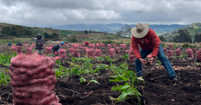campo-campesino-papa