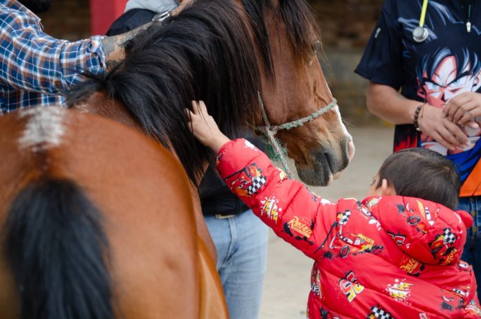 caballo sogamoso