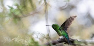 48 especies de plantas, 20 de aves, 12 de insectos y 3 de mamíferos, entre ellos el tigrillo: la biodiversidad de Teatinos