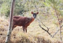 Venado soche fue avistado y grabado en zona rural de Paipa