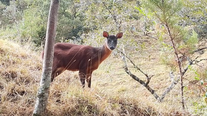 venado soche